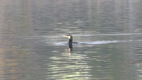 A-cormorant-swimming-around-in-a-lake-before-diving-to-go-fishing