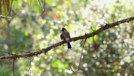 Seen-from-its-back-looking-to-the-left-while-perched-on-a-diagonal-branch,-Sooty-headed-Bulbul-Pycnonotus-aurigaster,-Thailand