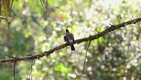 Von-Hinten-Gesehen,-In-Richtung-Morgensonne-Blickend,-Dreht-Sich-Dann-Rechts-Oben-Der-Rußköpfige-Bulbul-Pycnonotus-Aurigaster,-Thailand