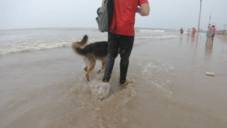 German-Shepherd-Dog-walks-on-the-beach-following-his-master-|-loyal-dog