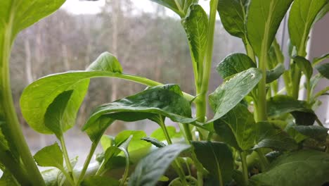 Nahaufnahme-Einer-Frischen-Grünen-Chinesischen-Grünkohlpflanze,-Einem-Blattgemüse-Mit-Gesundheitlichen-Vorteilen