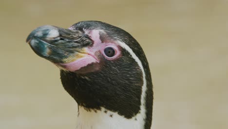 Nahaufnahme-Des-Pinguinkopfes,-Der-Sich-Nach-Rechts-Und-Links-Bewegt