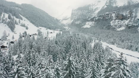 Tiefflug-über-Schneebedeckte-Kiefern-Bei-Winterwetter