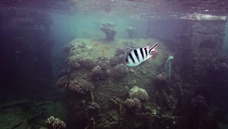 Scissortail-Sergeant,-Der-Unter-Dem-Meer-Mit-Wunderschönen-Korallen-Schwimmt