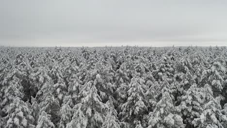 AERIAL:-Slowly-Flying-Over-Snowy-Pine-Tree-Peaks-in-Winter-Time