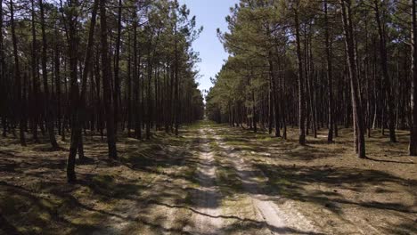 4K-view-of-a-dirty-road-in-the-middle-of-a-pine-tree-forest,-camera-moving-forward,-60fps