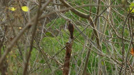 Bird-of-prey-perched-in-tree-hunting-for-food