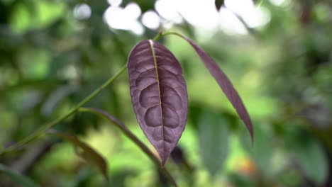 Makro-Detailaufnahme-Von-Organischen-Lila-Guayusa-Blättern,-Die-Im-Amazonas-Regenwald-Wachsen