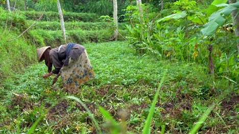 Unrecognizable-female-farmer-cleans-garden-from-weeds-in-Windusari-village-Java