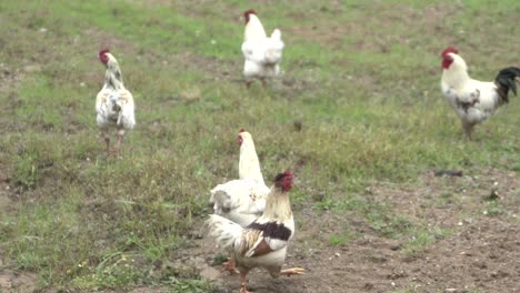 On-natural-open-farm-wildlife-wild-chickens-hens-roosters-roaming-grassland