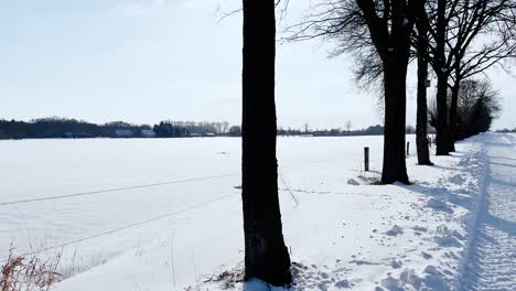 Sunny-Winter-Walk-Through-Beautiful-Snowscape-With-Rows-Of-Trees---Tracking-Forward-Shot