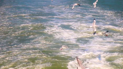 Seagulls-flying-over-the-wake-of-a-boat
