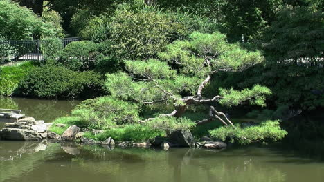 A-pine-tree-pruned-in-the-niwaki-style-grows-on-a-small-island-in-a-Japanese-garden