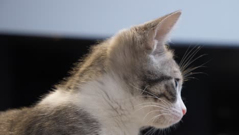 Süße-Kleine-Silber-Kurzhaar-Kätzchen-Katze