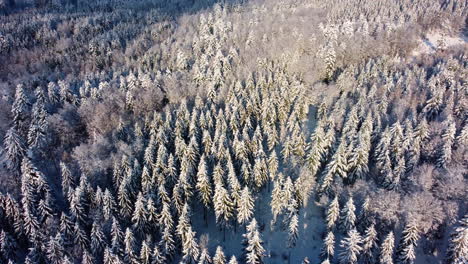 Aerial-Top-Down-View-Over-Snowy-Forest-Of-Pine-Trees-In-The-Bois-du-Jorat,-Vaud,-Switzerland---Drone-Shot