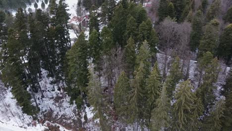 Luftaufnahme,-Die-über-Kiefern-In-Einer-Bergkette-Fliegt