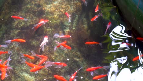 Troubling-of-exotic-Sarasa-comet-fish-or-goldfish-swimming-in-pond,-top-view