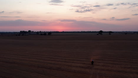 Aerial-backwards-shot-of-person-riding-horse-on-agricultural-Spanish-field-during-sunset