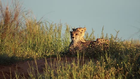 Two-Cheetah-brothers-laying-on-a-dune-in-the-Kgalagadi-Transfrontier-Park-in-golden-light