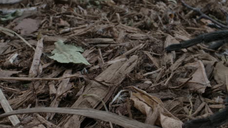 Awesome-tarantula-on-forest-floor-close-up