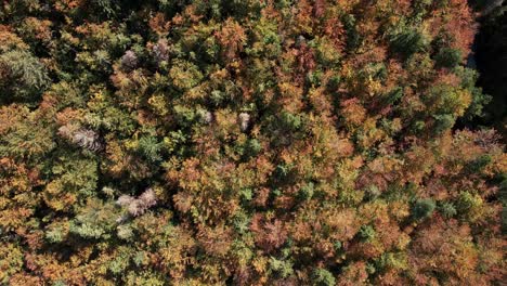 Rising-pedestal-from-above-colorful-treetops-green-orange-autumn-day