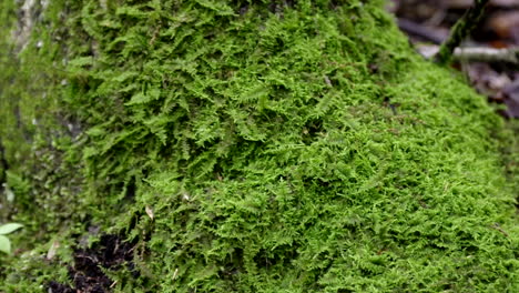Zooming-in-on-a-mass-of-tiny-ferns-at-the-base-of-a-large-tree