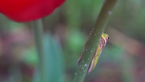 Winziger-Frosch-Versteckt-Sich-Auf-Dem-Stiel-Einer-Blume-In-Einem-Garten-Im-Frühling---Isolierte-Nahaufnahme