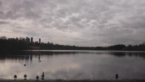 Ducks-resting-on-waters-edge-on-lake-at-a-public-park-with-clouds-city-trees-in-background-reflecting-off-surface-of-water