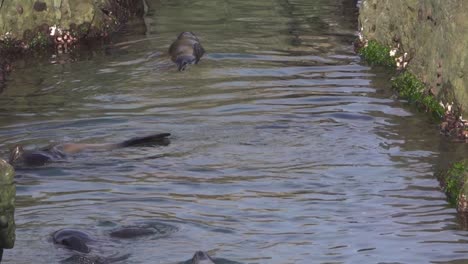 Amusing-Fur-Seals-swim-and-float-upside-down-in-narrow-rock-trough