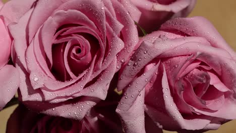 Still-closeup-of-Soft-Pink-Roses-Bouquet-with-water-droplets
