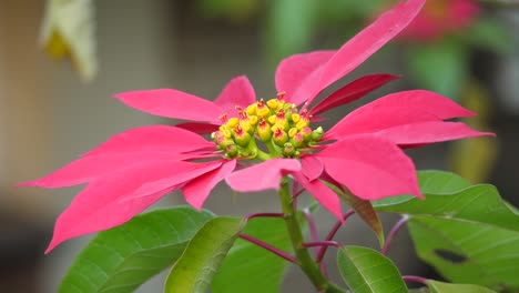 Closeup-of-a-red-poinsettia-flower-in-full-bloom