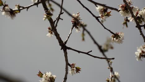 Zweige-Mit-Blumen-Im-Frühling-Blühen,-Obstbaumblüten