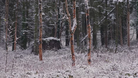 Bosque-Paisaje-Invernal-Con-árboles-Helados-Y-Copos-De-Nieve-Que-Caen---País-De-Las-Maravillas-De-Invierno---Plano-Medio,-Estático