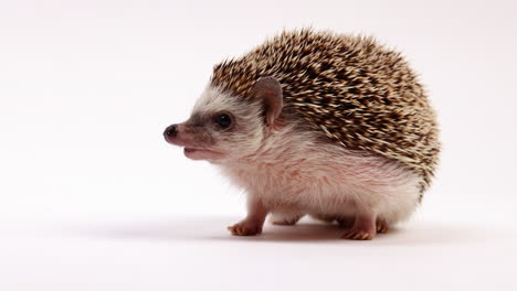 Hedgehog-sniffing-around---close-up-on-face---isolated-on-white-background