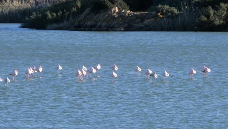 Slow-motion-close-up-shot-of-wild-flock-of-pink-flamingos-standing-and-sleeping-in-shallow-coastal-lagoon-in-Sardinia,-Italy