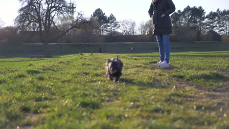 Adorable-puppy-dog-running-fast-towards-camera-on-grass-field-in-the-park-in-super-slow-motion-during-summer-with-puppy-dog-eyes-in-Stuttgart,-Germany