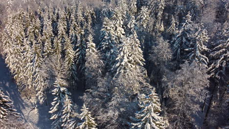 Panoramic-View-Over-Snowy-Forest-Of-Jorat-Woods-In-Canton-of-Vaud,-Switzerland---Aerial-drone-shot