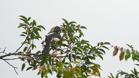 Orientalischer-Hornbill,-Der-Sich-Von-Früchten-Ernährt,-Anthracoceros-Albirostris,-Khao-Yai-Nationalpark,-Thailand