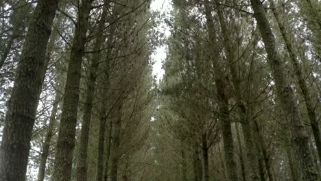 Between-lines-of-grown-pine-trees-in-man-made-forest,-forestry-management