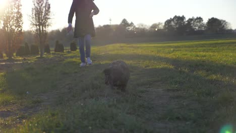 Adorable-puppy-dog-walking-with-stylish-woman-towards-camera-on-grass-field-in-the-park-in-super-slow-motion-during-summer-and-sunset-in-Stuttgart,-Germany