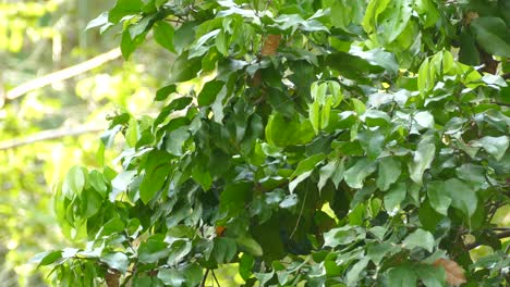 Hellgelber-Exotischer-Vogel,-Der-Sich-Durch-Baumaste-Bewegt,-In-Einem-Tropischen-Wald-Von-Panama