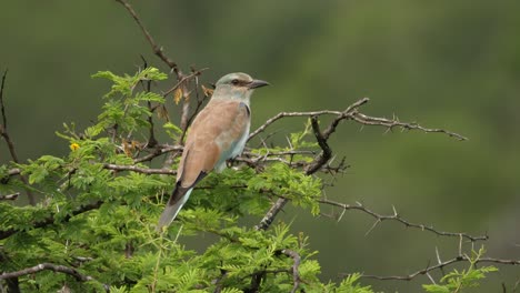 Juvenile-European-Roller-bird-perches-on-thorny-tree-with-soft-focus-background