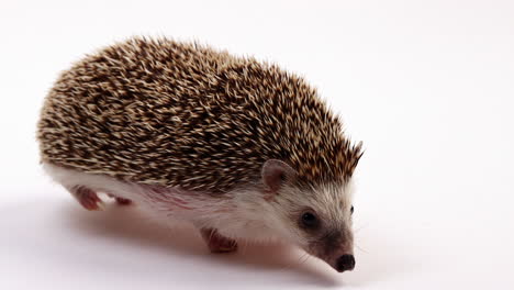 Hedgehog-walks-across-white-background---close-up-side-profile