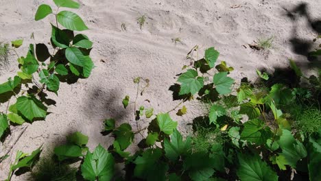 Schwenkschuss-Von-Grün-Gefärbten-Blättern-Von-Pflanzen,-Die-Aus-Sandstrand-In-Der-Natur-Wachsen