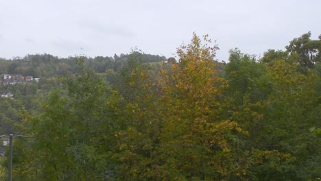Tiro-Ancho-Estático-De-árboles-En-El-Bosque-Con-Hojas-Coloridas-Durante-El-Día-Nublado-En-El-Cielo-En-Otoño