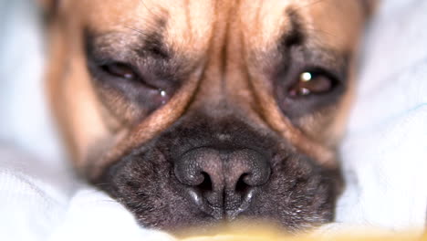 French-bulldog--nose-close-up,-dog-eyes-winking
