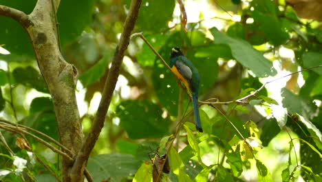Low-angle-of-colorful-bird-perched-on-tree-branch
