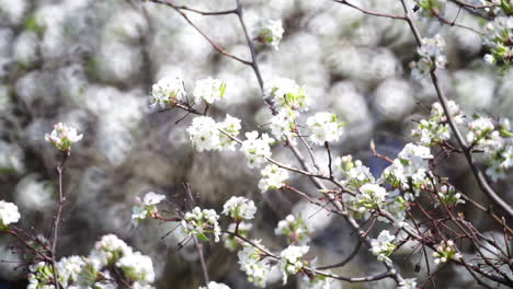 Wilder-Birnbaum-Mit-Blüten-Bedeckt