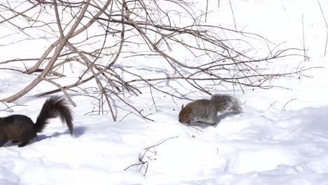 Dark-Squirrel-Runs-Away-on-Snow-from-Wife-During-Sunny-Cold-Winter-Day