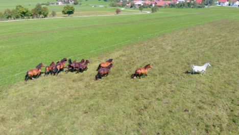 Eine-Drohnenansicht-Einer-Herde-Von-Pferden,-Die-über-Das-Feld-Läuft